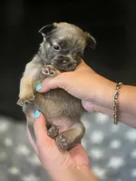 Stewart , a male French Bulldog for sale in Standish, ME – 2 of 2