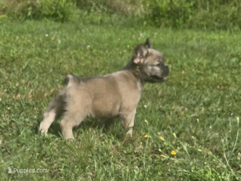 Dolly – French Bulldog puppy for sale in Standish, ME