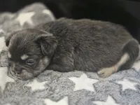 Georgia, a female French Bulldog for sale in Standish, ME – 3 of 3