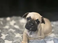 Anna, a female French Bulldog for sale in Standish, ME – 4 of 4