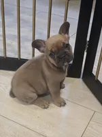 Teddy, a male French Bulldog for sale in Standish, ME – 1 of 3