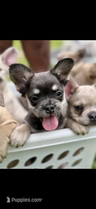 Georgia – French Bulldog puppy for sale in Standish, ME