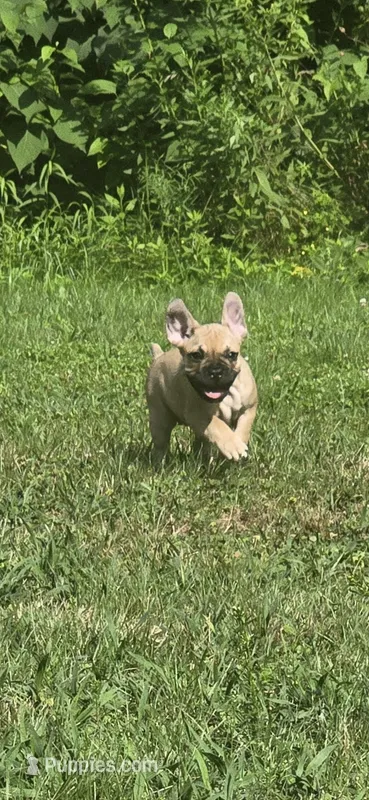 Anna – French Bulldog puppy for sale in Standish, ME