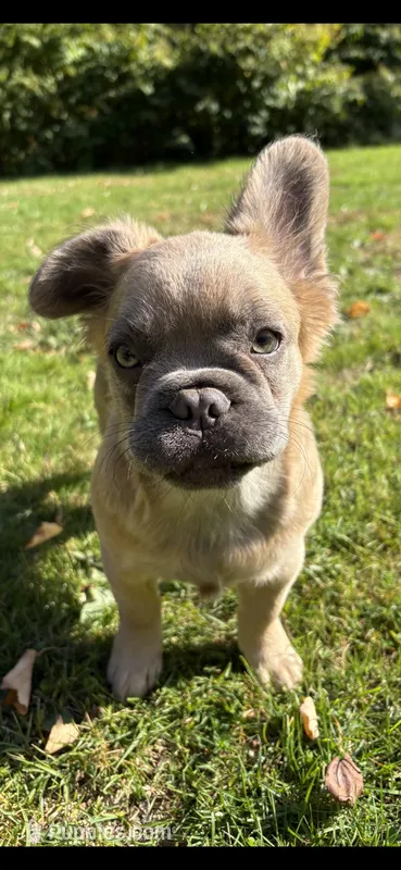 Stewart  – French Bulldog puppy for sale in Standish, ME