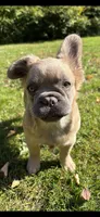 Stewart , a male French Bulldog for sale in Standish, ME – 1 of 10
