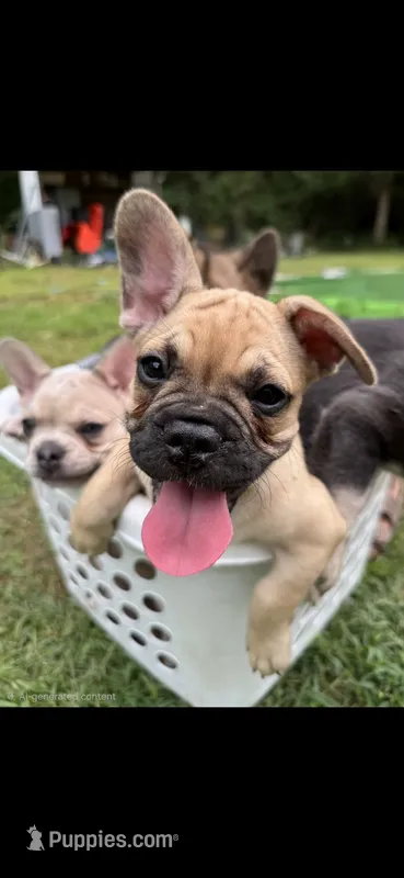 Anna – French Bulldog puppy for sale in Standish, ME