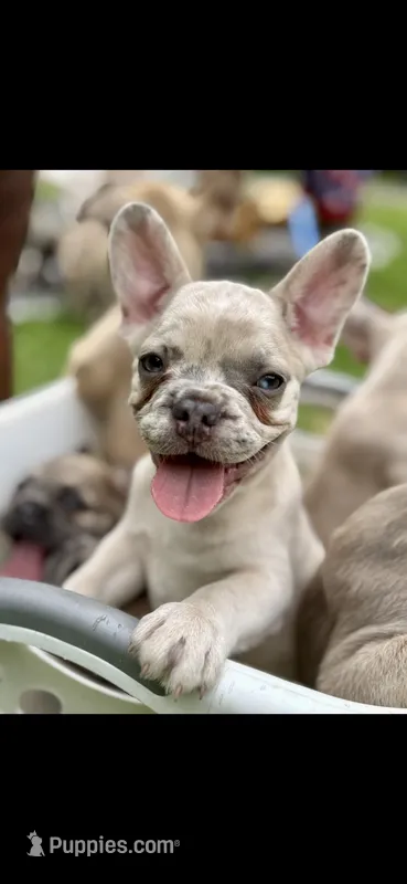 Zeus – French Bulldog puppy for sale in Standish, ME
