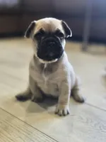 Anna, a female French Bulldog for sale in Standish, ME – 3 of 4