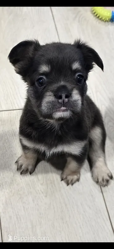Georgia – French Bulldog puppy for sale in Standish, ME