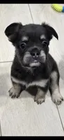 Georgia, a female French Bulldog for sale in Standish, ME – 1 of 3