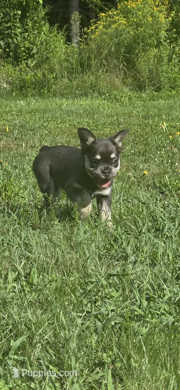 Georgia – French Bulldog puppy for sale in Standish, ME