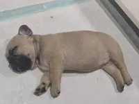 Anna, a female French Bulldog for sale in Standish, ME – 2 of 4