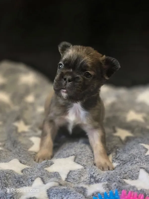 Biggie – French Bulldog puppy for sale in Standish, ME