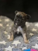 Biggie, a male French Bulldog for sale in Standish, ME – 1 of 2