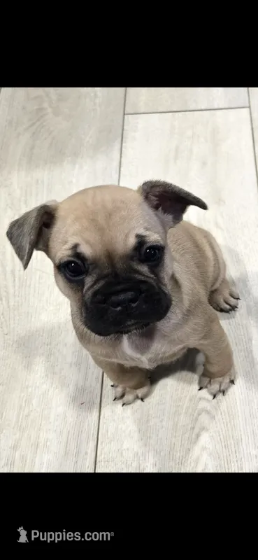 Anna – French Bulldog puppy for sale in Standish, ME