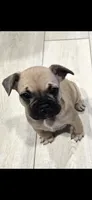 Anna, a female French Bulldog for sale in Standish, ME – 1 of 4