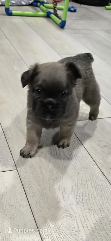 Dolly – French Bulldog puppy for sale in Standish, ME