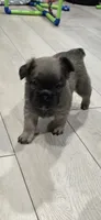 Dolly, a female French Bulldog for sale in Standish, ME – 1 of 2