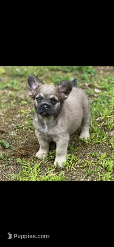 Dolly – French Bulldog puppy for sale in Standish, ME