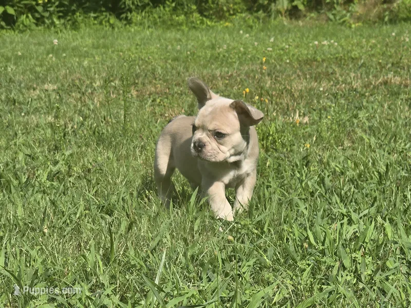 Eddie – French Bulldog puppy for sale in Standish, ME