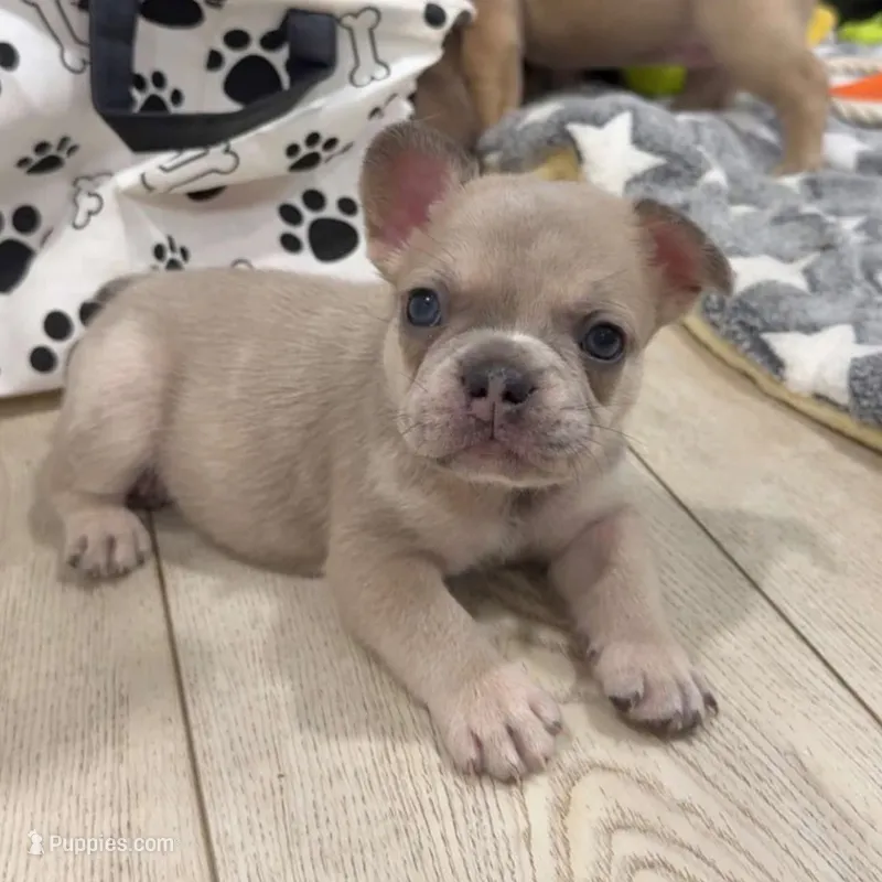 Eddie – French Bulldog puppy for sale in Standish, ME