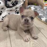 Eddie, a male French Bulldog for sale in Standish, ME – 1 of 2