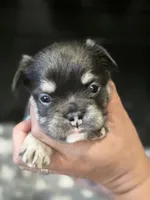 Georgia, a female French Bulldog for sale in Standish, ME – 2 of 3