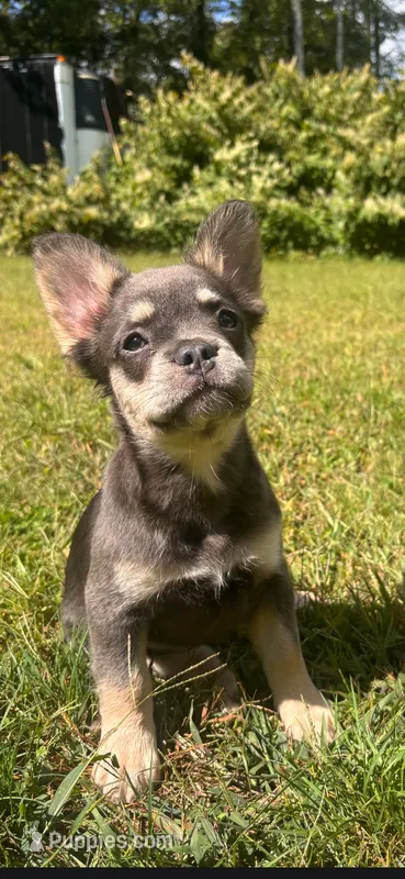 Georgia – French Bulldog puppy for sale in Standish, ME