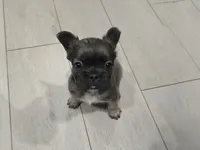 Biggie, a male French Bulldog for sale in Standish, ME – 2 of 2