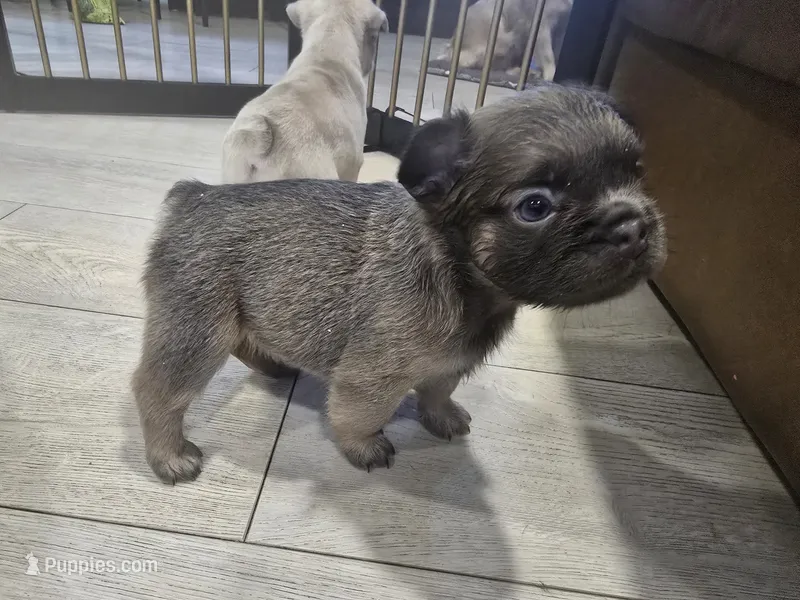 Stewart  – French Bulldog puppy for sale in Standish, ME