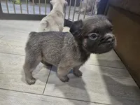 Stewart , a male French Bulldog for sale in Standish, ME – 1 of 2