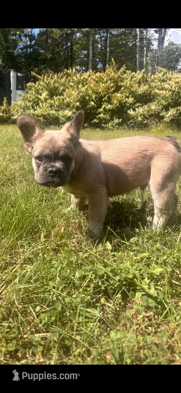 Biggie – French Bulldog puppy for sale in Standish, ME