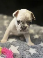 Zeus, a male French Bulldog for sale in Standish, ME – 3 of 3