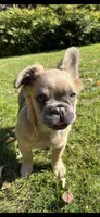 Stewart , a male French Bulldog for sale in Standish, ME – 2 of 10