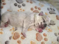 Zeus, a male French Bulldog for sale in Standish, ME – 2 of 3