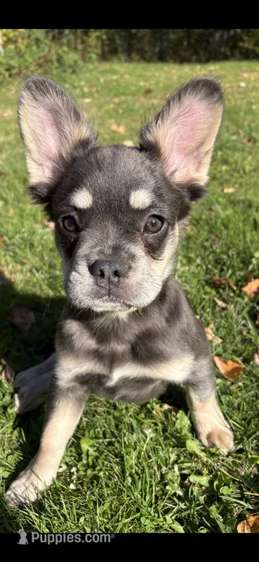 Georgia – French Bulldog puppy for sale in Standish, ME