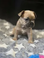 Teddy, a male French Bulldog for sale in Standish, ME – 2 of 3