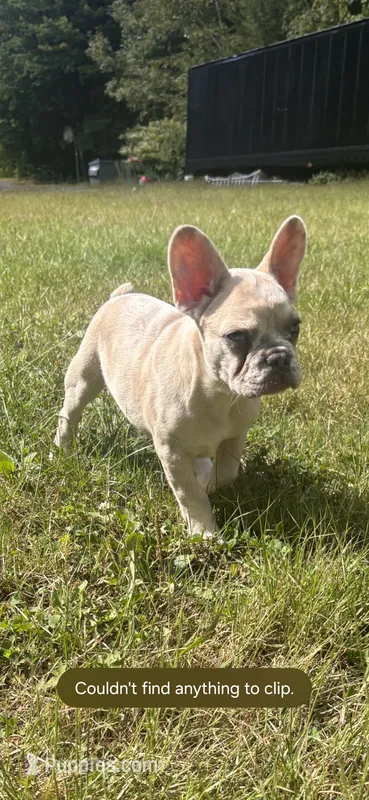 Zeus – French Bulldog puppy for sale in Standish, ME
