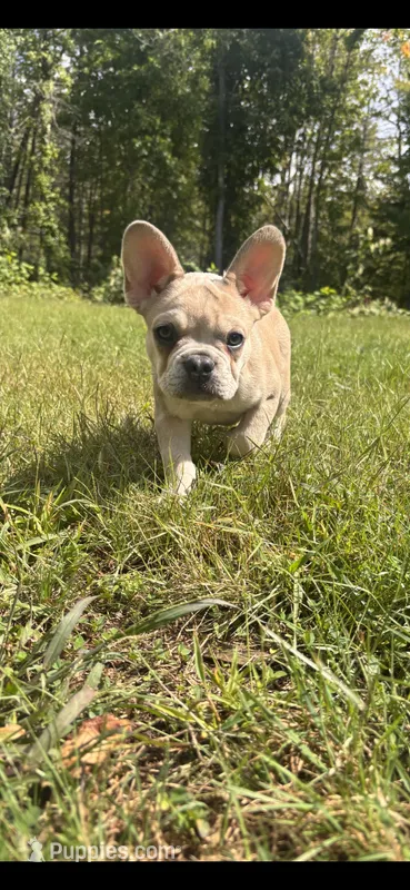 Eddie – French Bulldog puppy for sale in Standish, ME