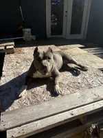 Dream, a female American Bully for sale in Raleigh, NC – Photo 3 of 3