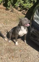 Dream, a female American Bully for sale in Raleigh, NC – Photo 2 of 3