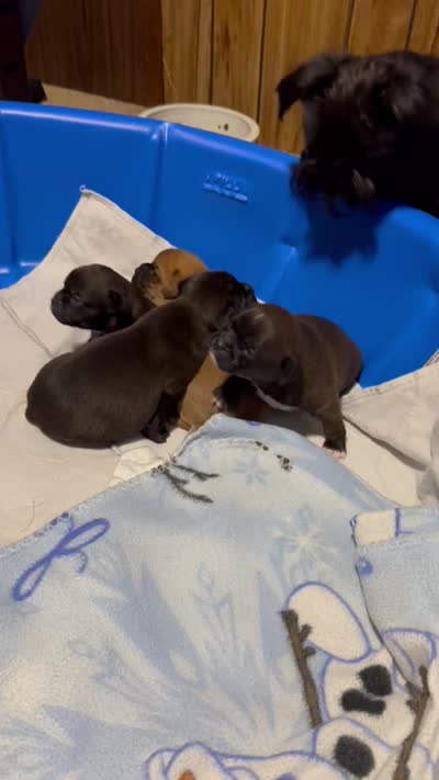 Facility video