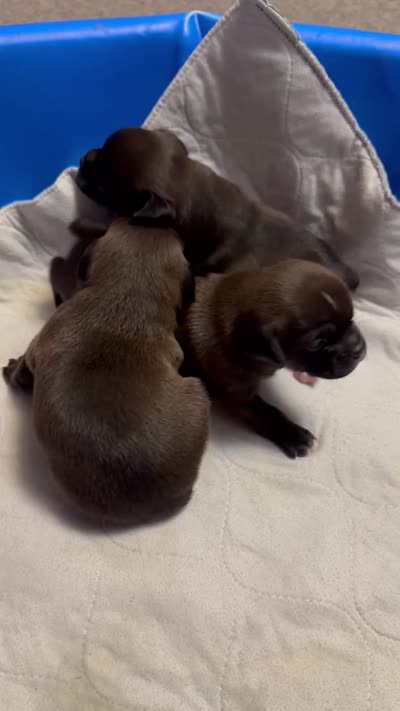 Facility video
