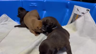 Facility video