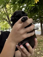 Fire fly, a male Chihuahua and Brussels Griffon for sale in Eagle Point, OR – 4 of 6