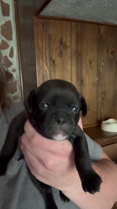 Fire fly, a male Chihuahua and Brussels Griffon for sale in Eagle Point, OR – 6 of 6