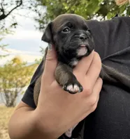 Rebel, a female Chihuahua and Brussels Griffon for sale in Eagle Point, OR – 3 of 4