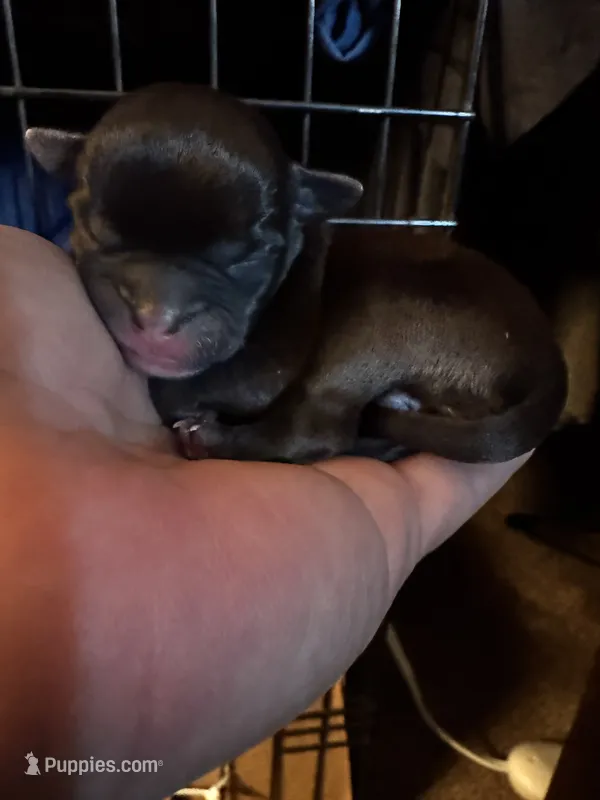 Fire fly – Chihuahua, Brussels Griffon puppy for sale in Eagle Point, OR