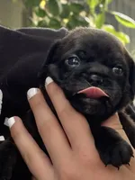 Char, a female Chihuahua and Brussels Griffon for sale in Eagle Point, OR – 2 of 5