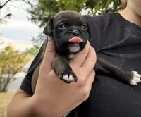 Rebel, a female Chihuahua and Brussels Griffon for sale in Eagle Point, OR – 1 of 4